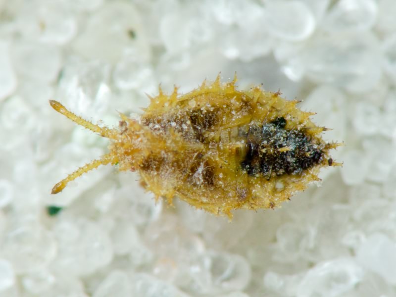 Lasiacantha capucina (Germar, 1837)